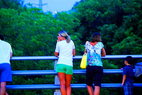 Austin_Texas-Bat_Watching_at_Congress_Avenue_Bridge-02.JPG