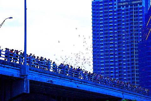 Austin_Texas-Bat_Watching_at_Congress_Avenue_Bridge-18.JPG
