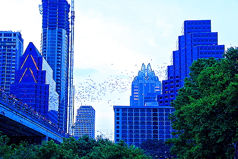 Austin_Texas-Bat_Watching_at_Congress_Avenue_Bridge-19.JPG
