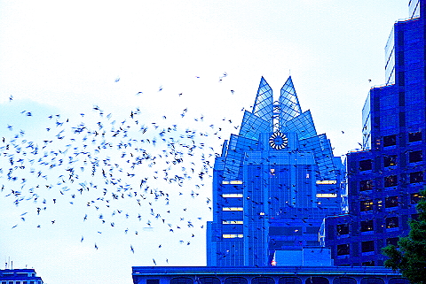 Austin_Texas-Bat_Watching_at_Congress_Avenue_Bridge-20.JPG