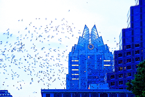 Austin_Texas-Bat_Watching_at_Congress_Avenue_Bridge-21.JPG