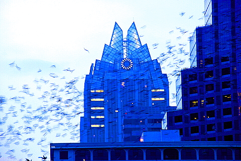Austin_Texas-Bat_Watching_at_Congress_Avenue_Bridge-23.JPG