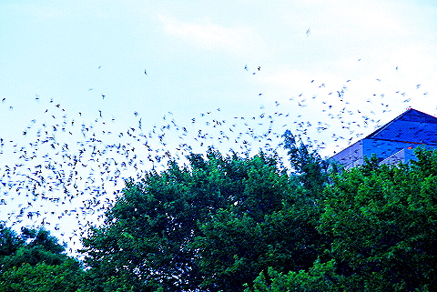 Austin_Texas-Bat_Watching_at_Congress_Avenue_Bridge-24.JPG
