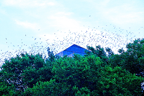 Austin_Texas-Bat_Watching_at_Congress_Avenue_Bridge-25.JPG