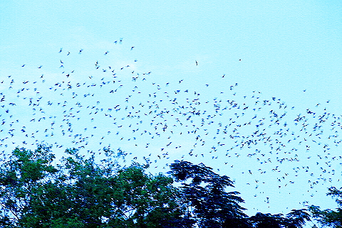 Austin_Texas-Bat_Watching_at_Congress_Avenue_Bridge-26.JPG