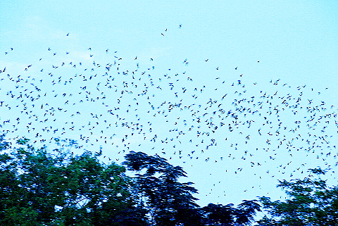 Austin_Texas-Bat_Watching_at_Congress_Avenue_Bridge-27.JPG