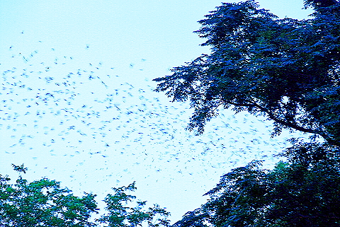 Austin_Texas-Bat_Watching_at_Congress_Avenue_Bridge-28.JPG