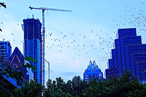 Austin_Texas-Bat_Watching_at_Congress_Avenue_Bridge-30.JPG