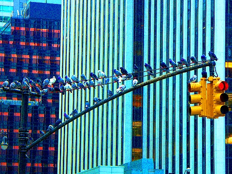 NY-5th_Avenue_and_Central_Park_South-Pigeons-01.jpg
