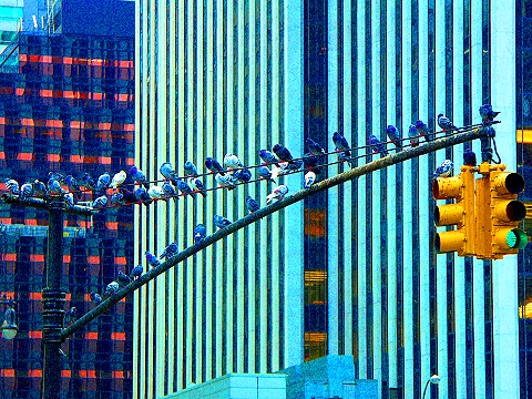 NY-5th_Avenue_and_Central_Park_South-Pigeons-02.jpg