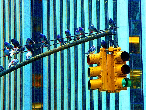 NY-5th_Avenue_and_Central_Park_South-Pigeons-03.jpg