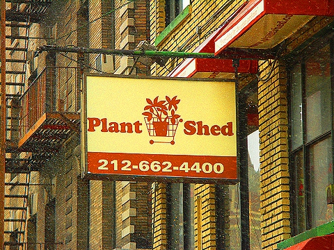 NY-96th_Street-Christmas-Plant_Shed-St-Francis_thrift_Shop-23.JPG