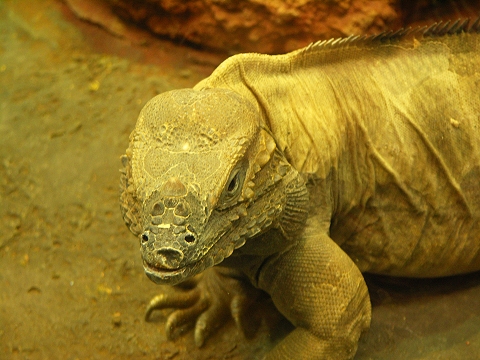 NY-American_Museum_of_Natural_History-Lizards_and_Snakes_Alive-01.jpg