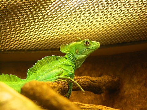 NY-American_Museum_of_Natural_History-Lizards_and_Snakes_Alive-03.jpg