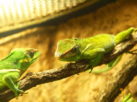 NY-American_Museum_of_Natural_History-Lizards_and_Snakes_Alive-04.jpg