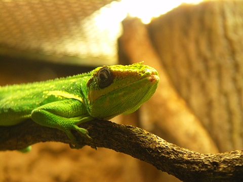 NY-American_Museum_of_Natural_History-Lizards_and_Snakes_Alive-05.jpg