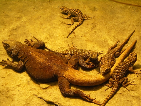 NY-American_Museum_of_Natural_History-Lizards_and_Snakes_Alive-06.jpg