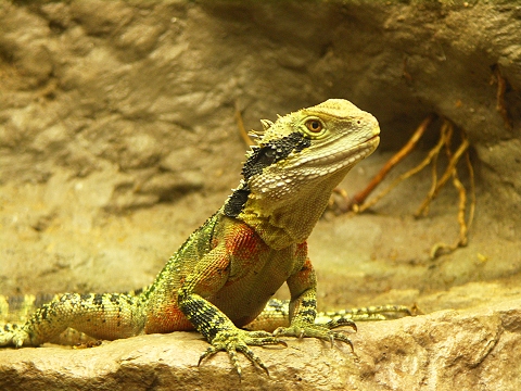 NY-American_Museum_of_Natural_History-Lizards_and_Snakes_Alive-07.jpg