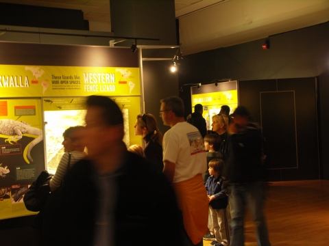 NY-American_Museum_of_Natural_History-Lizards_and_Snakes_Alive-08.jpg