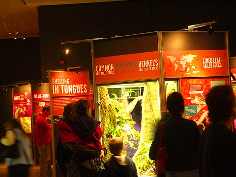 NY-American_Museum_of_Natural_History-Lizards_and_Snakes_Alive-10.jpg