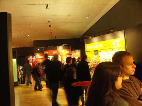 NY-American_Museum_of_Natural_History-Lizards_and_Snakes_Alive-11.jpg