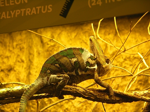 NY-American_Museum_of_Natural_History-Lizards_and_Snakes_Alive-12.jpg