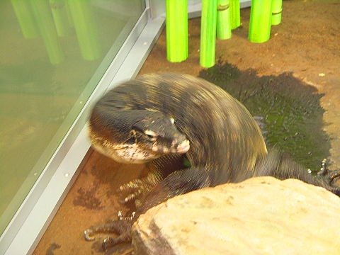 NY-American_Museum_of_Natural_History-Lizards_and_Snakes_Alive-13.jpg