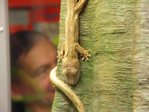 NY-American_Museum_of_Natural_History-Lizards_and_Snakes_Alive-14.jpg