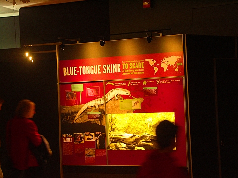 NY-American_Museum_of_Natural_History-Lizards_and_Snakes_Alive-15.jpg