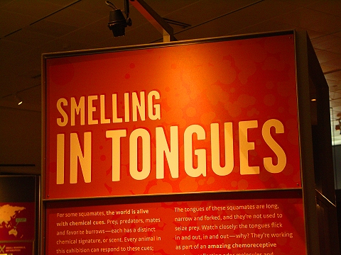 NY-American_Museum_of_Natural_History-Lizards_and_Snakes_Alive-16.jpg