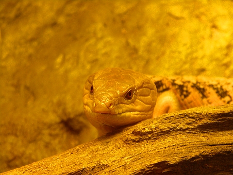 NY-American_Museum_of_Natural_History-Lizards_and_Snakes_Alive-17.jpg