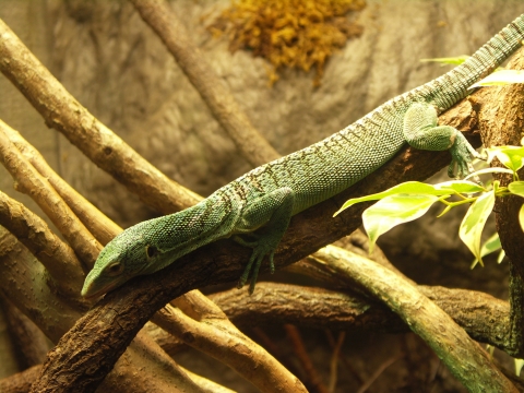 NY-American_Museum_of_Natural_History-Lizards_and_Snakes_Alive-18.jpg