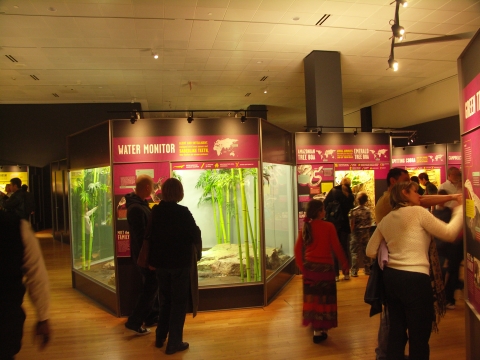 NY-American_Museum_of_Natural_History-Lizards_and_Snakes_Alive-19.jpg