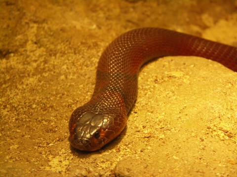 NY-American_Museum_of_Natural_History-Lizards_and_Snakes_Alive-21.jpg