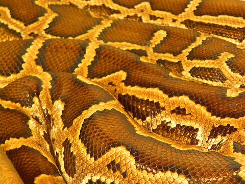 NY-American_Museum_of_Natural_History-Lizards_and_Snakes_Alive-23.jpg