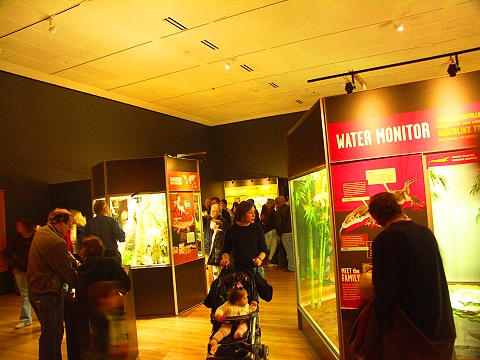 NY-American_Museum_of_Natural_History-Lizards_and_Snakes_Alive-24.jpg
