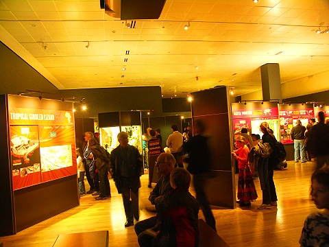 NY-American_Museum_of_Natural_History-Lizards_and_Snakes_Alive-25.jpg