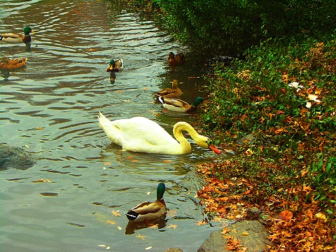 NY-Central_Park-Duck_Pond-Fall_Color-07.jpg