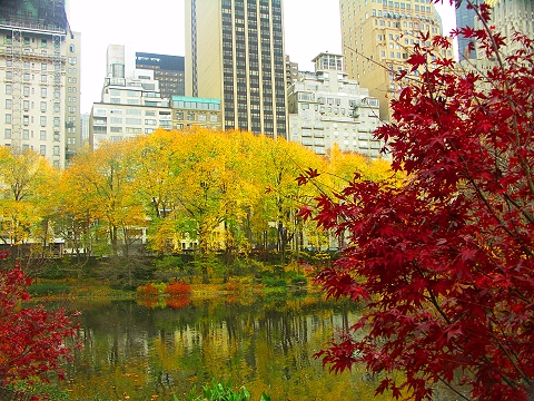 NY-Central_Park-Duck_Pond-Fall_Color-08.jpg