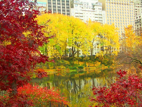 NY-Central_Park-Duck_Pond-Fall_Color-09.jpg