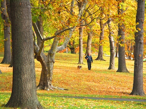 NY-Central_Park_Fall_Colors-Soccer-Dogs-02.JPG