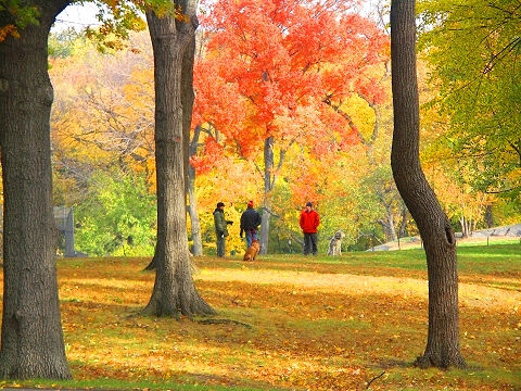 NY-Central_Park_Fall_Colors-Soccer-Dogs-03.JPG