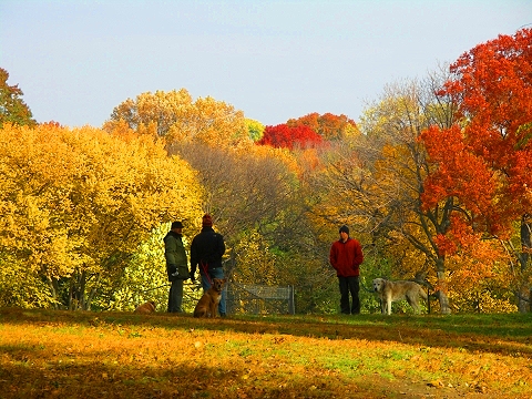 NY-Central_Park_Fall_Colors-Soccer-Dogs-04.JPG