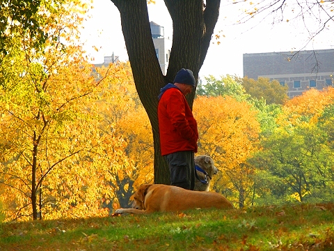 NY-Central_Park_Fall_Colors-Soccer-Dogs-06.JPG