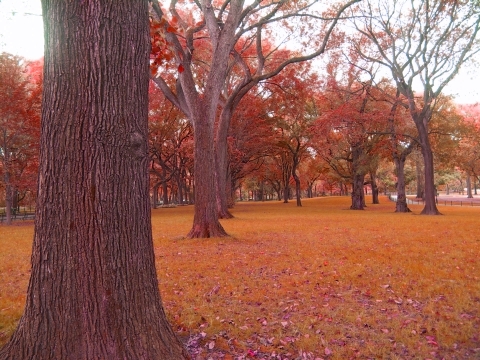 NY-Central_Park-Great_American_Elms-01.jpg