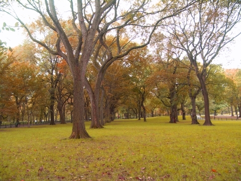 NY-Central_Park-Great_American_Elms-02.jpg