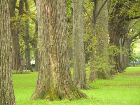 NY-Central_Park-Great_American_Elms-03.jpg