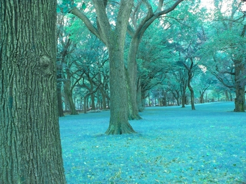 NY-Central_Park-Great_American_Elms-04.jpg