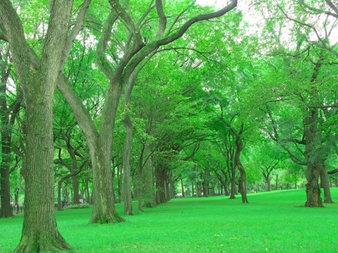 NY-Central_Park-Great_American_Elms-05.jpg