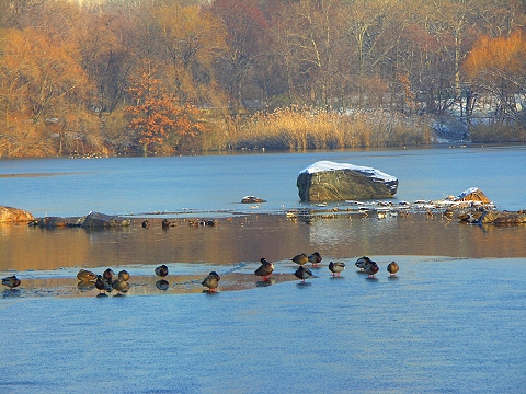 NY- Central Park in the snow-Angel_and_Duck_Pond08.JPG
